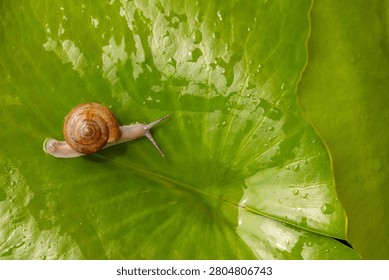 Small Snail Crawling on a Large Green Leaf with Water Droplets,Macro,A small, brown snail slowly crawls across a vibrant green leaf, which is covered in sparkling morning dew or water droplets, captured in a high-angle macro shot.