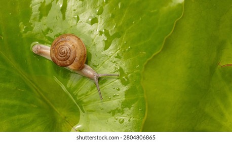 Small Snail Crawling on a Large Green Leaf with Water Droplets,Macro,A small, brown snail slowly crawls across a vibrant green leaf, which is covered in sparkling morning dew or water droplets, captured in a high-angle macro shot.