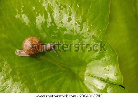 Small Snail Crawling on a Large Green Leaf with Water Droplets,Macro,A small, brown snail slowly crawls across a vibrant green leaf, which is covered in sparkling morning dew or water droplets, captured in a high-angle macro shot.