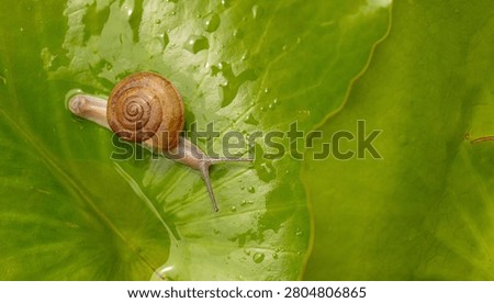 Small Snail Crawling on a Large Green Leaf with Water Droplets,Macro,A small, brown snail slowly crawls across a vibrant green leaf, which is covered in sparkling morning dew or water droplets, captured in a high-angle macro shot.