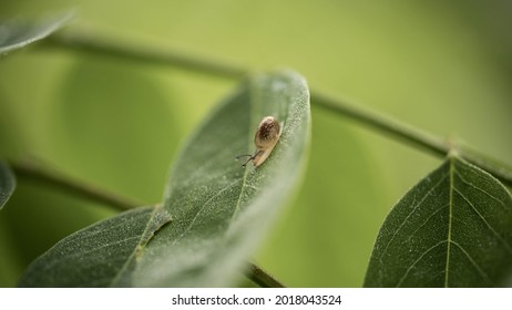 Small Snail Crawling On A Leaf In Dew, Incredible Wildlife