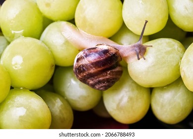 Small snail is crawling over the berries of white grapes.