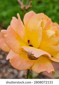 A small snail exploring a blooming yellow rose