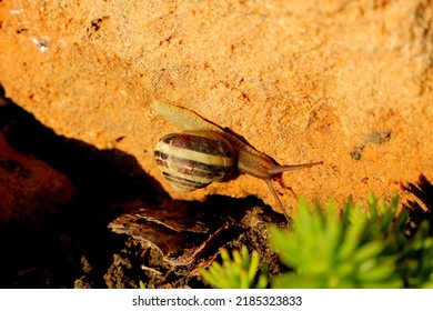 A Small Snail In A Garden Rockery