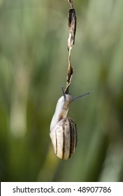Small snail hanging on a leaf