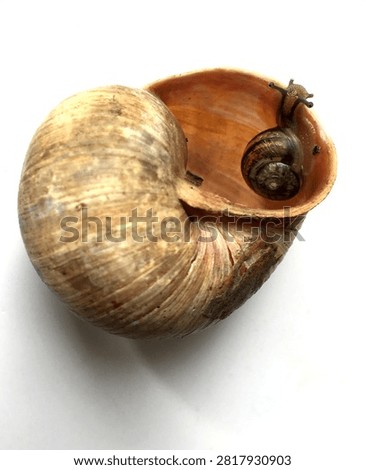 Small snail inside big shell. A tiny living garden gastropod explores the spiral interior of a large empty helix pomatia seashell over clean white background.