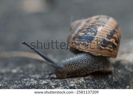 This way small snail with house