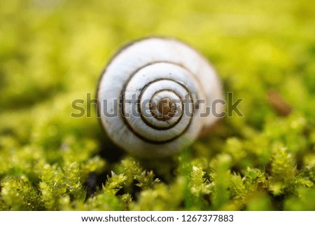 Similar – Image, Stock Photo round thing Harmonious