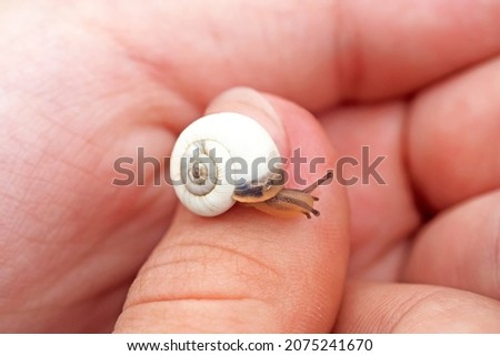 Similar – Image, Stock Photo Snail rescue operation!