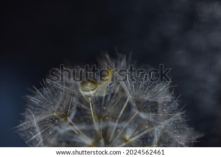 Similar – Foto Bild Herbstmohn Natur Pflanze