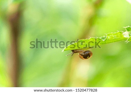 Small snail on the edge of the spring grass. Concept of slow business growth.  