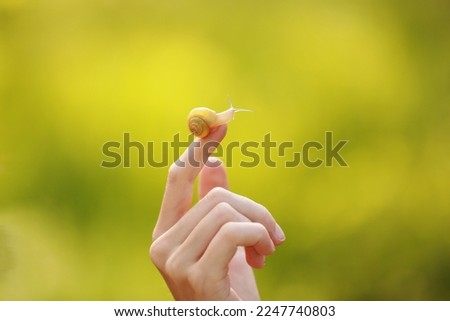 A small snail on the finger on green nature background, snail slime skin care, slime application in cosmetology, cream, tissue regeneration, skin rejuvenation, benefits, edible, farm, French cuisine