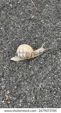 Small snail on the ground