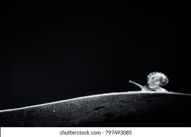 Small snail on leaf.Black and white