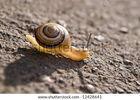 Similar – Image, Stock Photo garden snail conveyor