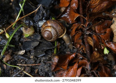 Small Snail with Patterned Shell Crawling on Wet Earth
