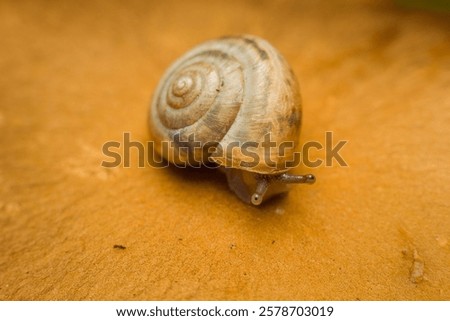 Similar – Image, Stock Photo A weathered wooden bench in front of a yellow painted wall