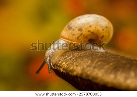 Similar – Image, Stock Photo A weathered wooden bench in front of a yellow painted wall