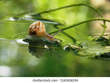 a small snail in the pond
					 - Shutterstock ID 1142636534