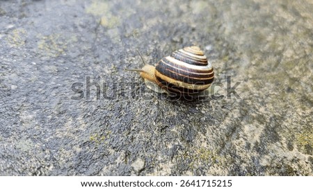 A small snail with a shell crawling on the asphalt. Rainy weather. Summer cottage.