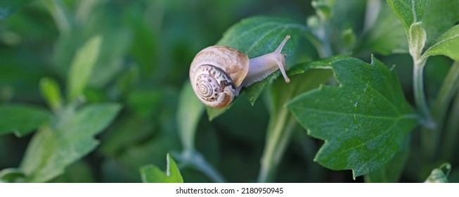 small snail in a shell crawls on the grass, a summer day in the garden. close up of small snail on plant leaf in garden outdoor, mollusk macro