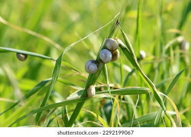 A small snail with its shell on a summer day in a city park.
