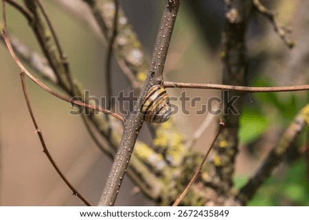A small snail in a shell is on a tree stem