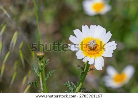 Small snail shell resting on a white and yellow daisy during spring