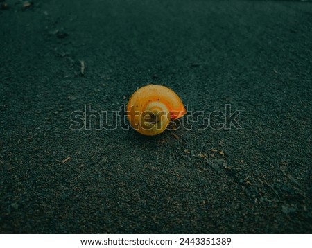 Small snail shells in the black sand of the beach