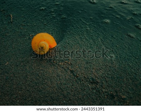 Small snail shells in the black sand of the beach