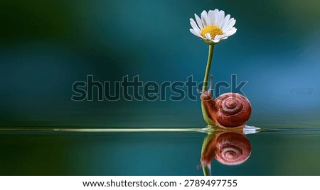 A small snail with a spiral shell ascends a thin daisy stem, its reflection mirrored perfectly on the calm, dark water below.