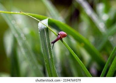 A Small Snail In The Thick Grass