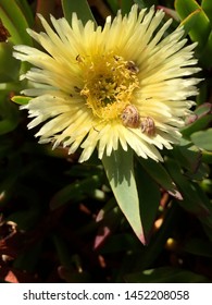 Small Snails On A Daisy Flower, Portugal