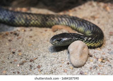 Small Snake In An Enclosure At Healesville Sanctuary