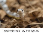 A small snake head with patterned scales resting among dry leaves in a natural forest habitat.