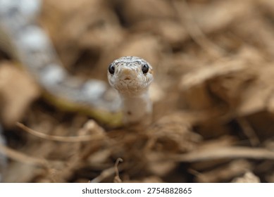 A small snake head with patterned scales resting among dry leaves in a natural forest habitat.