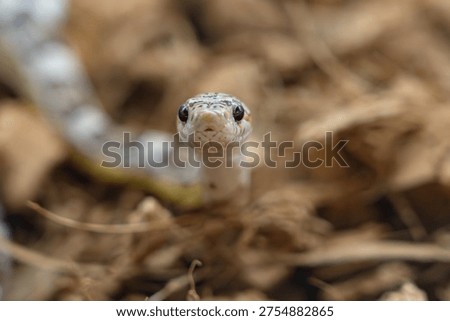 A small snake head with patterned scales resting among dry leaves in a natural forest habitat.