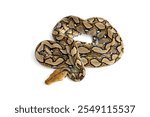 Small Snake Reticulated Python - Malayopython reticulatus 
coiled up and ready to attack isolated on white background.
