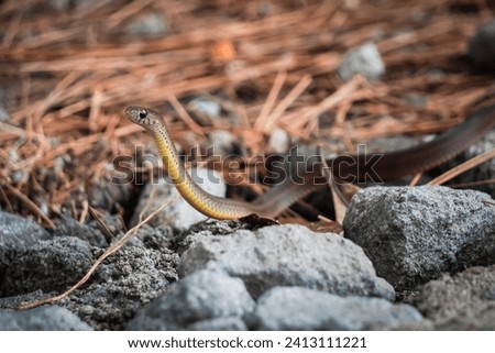 A small snake slithering on the rocky ground in a pine forest. The baby snake is looking for prey. Concept for World Animal Day.