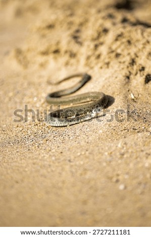Small snake slithering on sandy desert surface in natural outdoo
