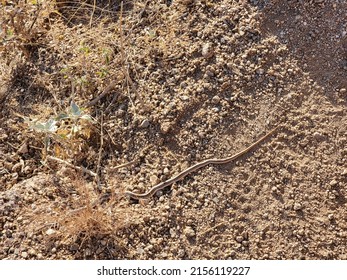 Small Snake Slithering through the Dirt