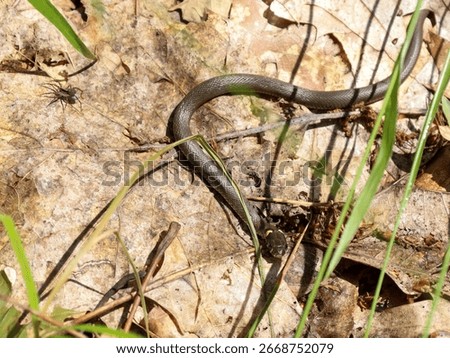 A small snake slithers across a layer of dry leaves on the forest floor, creating an atmosphere of wild and unexplored nature. This photograph is an excellent choice for illustrating themes related to