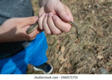 A Small Snake With Its Tongue Out In The Hands Of A Man Holding It