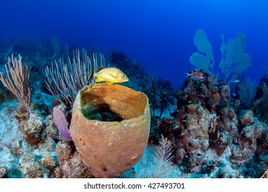 Small Snapper And Sponge On A Tropical Caribbean Reef