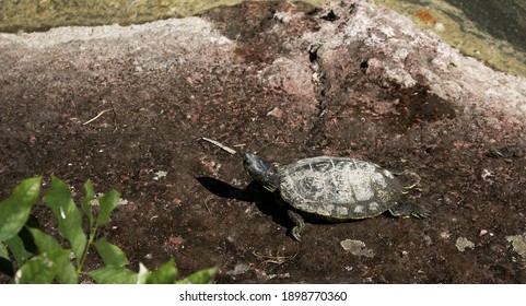 989 Dry land turtle Images, Stock Photos & Vectors | Shutterstock