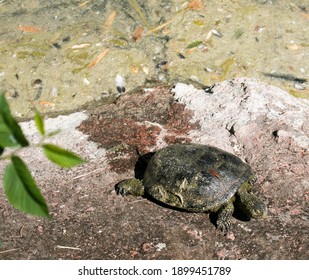 989 Dry land turtle Images, Stock Photos & Vectors | Shutterstock