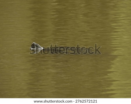 A small snapping turtle swimming within the wetland waters of Pocahontas State Park, Chesterfield County, Virginia.         