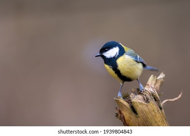 Small Songbird Named Great Tit, Perched On A Wooden Branch.