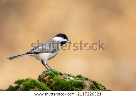 Small songbird. Nature background. Sombre Tit. Poecile lugubris.
