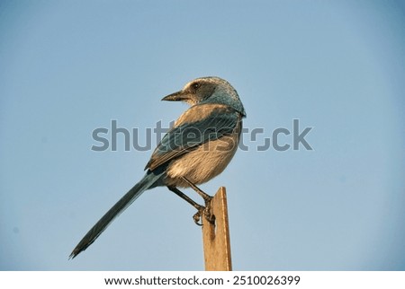 Similar – European Roller